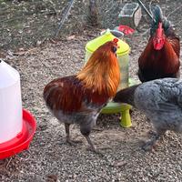 Coppia ArAucana frumento