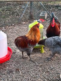 Coppia ArAucana frumento