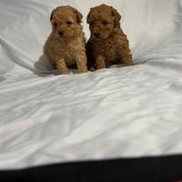 Cuccioli barboncino nano maschio