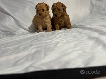 Cuccioli barboncino nano maschio