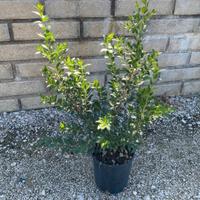 piante da bordatura e siepe 