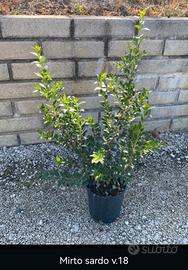 piante da bordatura e siepe 