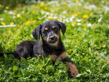 Cucciolo femmina lupetto due mesi