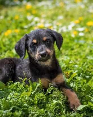Cucciolo femmina lupetto due mesi