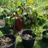 Robus Fruticosus - mora senza spine