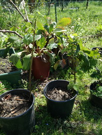 Robus Fruticosus - mora senza spine