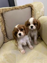Cavalier King