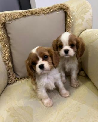 Cavalier King