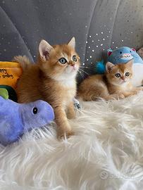Cuccioli Scottish