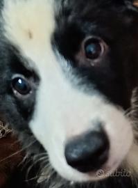 Vendita cuccioli di Border Collie