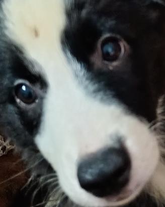 Vendita cuccioli di Border Collie