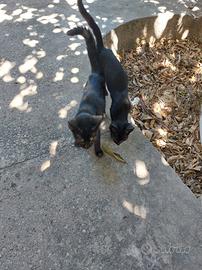 Gattine nere sorelle giocherelloni