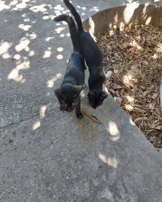 Gattine nere sorelle giocherelloni