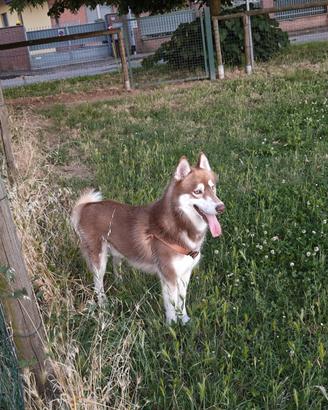 Husky maschio per monta