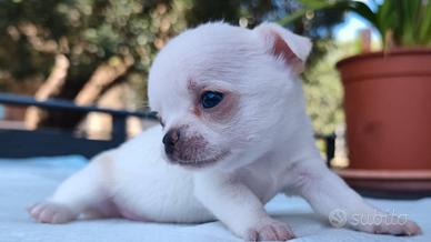 chihuahua femmina  