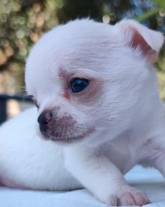 chihuahua femmina  