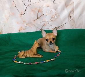 Chihuahua pelo corto femmina mini