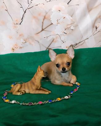 Chihuahua pelo corto femmina mini
