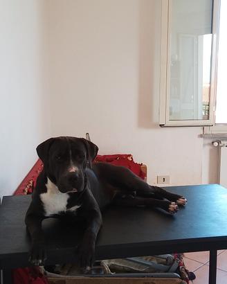 Cani in adozione