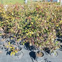 PIANTE SIEPE PHOTINIA RED ROBIN 