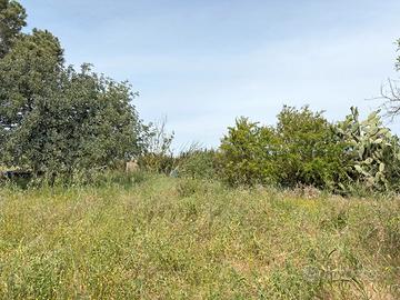 Terreno agricolo