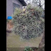 TILLANDSIA , PIANTA SOSPESA NELL' ARIA