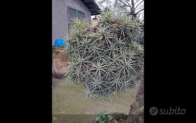 TILLANDSIA , PIANTA SOSPESA NELL' ARIA