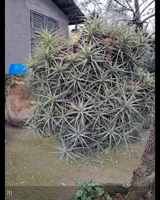 TILLANDSIA , PIANTA SOSPESA NELL' ARIA