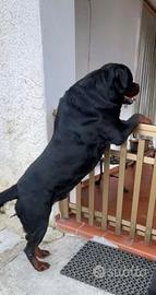 Rottweiler maschio