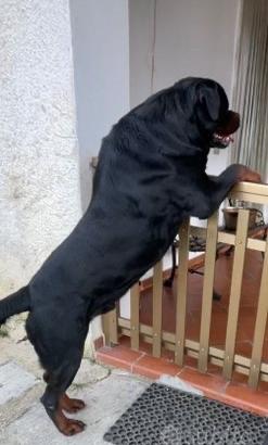 Rottweiler maschio