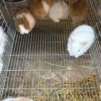 Coniglietti testa di leone