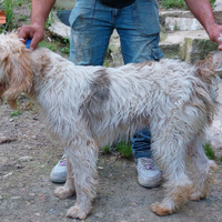 Vandeano briquet segugio francese