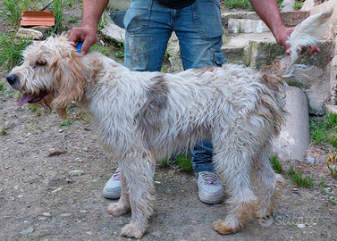 Vandeano briquet segugio francese