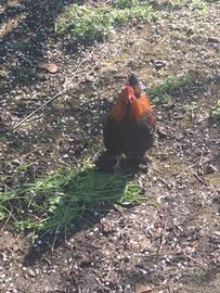 Gallo incrocio cocincina nana