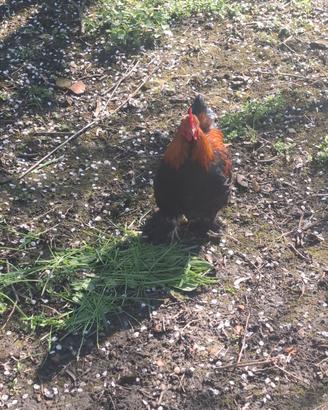 Gallo incrocio cocincina nana