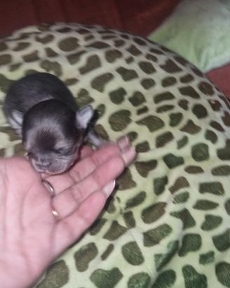 Cuccioli di chihuahua micro
