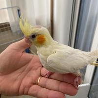 Calopsite allevato a mano