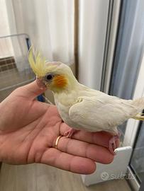 Calopsite allevato a mano