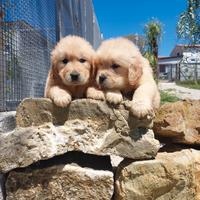Allevamento autorizzato Golden retriver