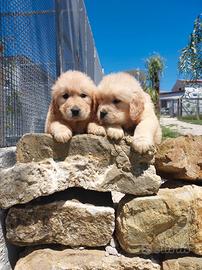 Allevamento autorizzato Golden retriver