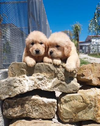 Allevamento autorizzato Golden retriver