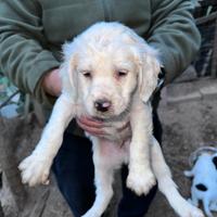 Cuccioli di setter inglesi per caccia