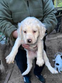 Cuccioli di setter inglesi per caccia