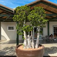 Bonsai Ficus Ginseng