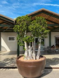 Bonsai Ficus Ginseng
