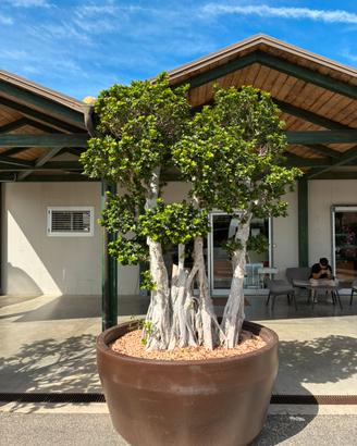Bonsai Ficus Ginseng