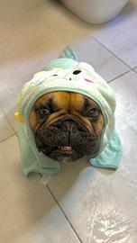 Bulldog francese x monta