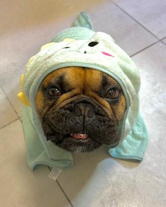 Bulldog francese x monta