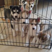Cuccioli di husky