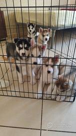 Cuccioli di husky